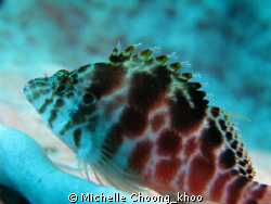 coral hawkfish perched on barrel sponge @ Seraya beach, T... by Michelle Choong_khoo 